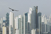 American Black Vulture (Coragyps atratus) flying near skyscrapers, Ancon Hill, Panama City, Panama