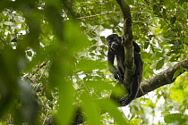 Mantled Howler Monkey (Alouatta palliata) female in tree, Pipeline Road, Gamboa, Panama