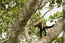 White-faced Capuchin (Cebus capucinus) male in tree, Panama Rainforest Discovery Center, Gamboa, Panama