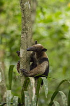 Northern Tamandua (Tamandua mexicana) climbing tree, Pipeline Road, Gamboa, Panama