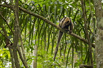 Northern Tamandua (Tamandua mexicana) in tree, Pipeline Road, Gamboa, Panama