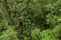 Semi-deciduous tropical moist rainforest mid-story, Panama Rainforest Discovery Center, Gamboa, Panama