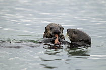 Sea Otter (Enhydra lutris) mother giving pup Fat Inkeeper Worm (Urechis unicinctus) prey to feed on, Elkhorn Slough, Monterey Bay, California