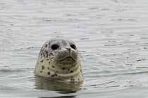 Harbor Seal (Phoca vitulina) pup, Elkhorn Slough, Monterey Bay, California