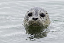 Harbor Seal (Phoca vitulina) pup, Elkhorn Slough, Monterey Bay, California
