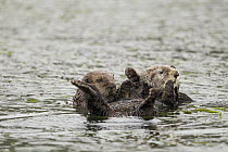 Sea Otter (Enhydra lutris) pup and mother, Elkhorn Slough, Monterey Bay, California