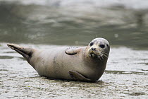 Harbor Seal (Phoca vitulina) pup on shore, Elkhorn Slough, Monterey Bay, California