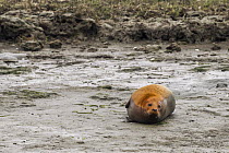 Harbor Seal (Phoca vitulina) on shore, orange coloration from deposits of precipitated iron oxide from prey, Elkhorn Slough, Monterey Bay, California