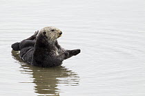 Sea Otter (Enhydra lutris) male in shallow water, Elkhorn Slough, Monterey Bay, California