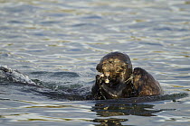 Sea Otter (Enhydra lutris) mother with pup feeding on clam prey, Elkhorn Slough, Monterey Bay, California