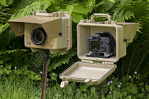 Camera traps, Williamstown, Massachusetts