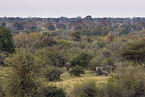 African Elephant (Loxodonta africana) breeding herd in savanna, Kafue National Park, Zambia