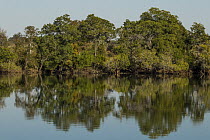 Miombo woodland along Kafue River, Kafue National Park, Zambia