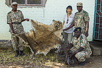 African Lion (Panthera leo) biologist, Kim Young-Overton, with anti-poaching commanders who confiscated lion skin and snares used by poacher, Kafue National Park, Zambia