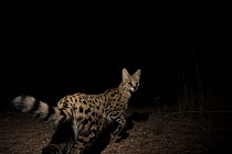 Serval (Leptailurus serval) at night, Kafue National Park, Zambia