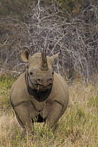 Black Rhinoceros (Diceros bicornis) female, Greater Makalali Private Game Reserve, South Africa