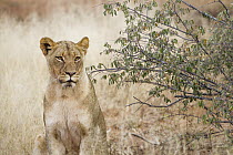 African Lion (Panthera leo) female, Greater Makalali Private Game Reserve, South Africa