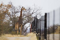 South African Giraffe (Giraffa giraffa giraffa) male at reserve fence, Greater Makalali Private Game Reserve, South Africa