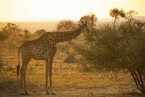 South African Giraffe (Giraffa giraffa giraffa) male browsing on Acacia (Acacia sp) tree at sunset, Greater Makalali Private Game Reserve, South Africa