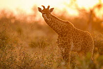 South African Giraffe (Giraffa giraffa giraffa) juvenile at sunset, Greater Makalali Private Game Reserve, South Africa