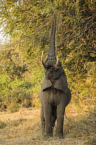 African Elephant (Loxodonta africana) bull browsing, Greater Makalali Private Game Reserve, South Africa