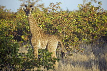 South African Giraffe (Giraffa giraffa giraffa) calf, Kruger National Park, South Africa