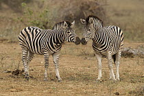 Burchell's Zebra (Equus burchellii) females nuzzling, Kruger National Park, South Africa