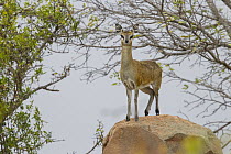 Klipspringer (Oreotragus oreotragus) female on rock, Kruger National Park, South Africa