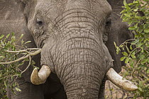 African Elephant (Loxodonta africana) bull browsing, Kruger National Park, South Africa