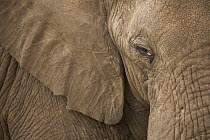 African Elephant (Loxodonta africana) bull, Kruger National Park, South Africa