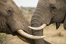 African Elephant (Loxodonta africana) bulls fighting, Kruger National Park, South Africa