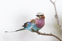 Lilac-breasted Roller (Coracias caudata), Kruger National Park, South Africa