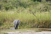 African Elephant (Loxodonta africana) female crossing river, Kruger National Park, South Africa