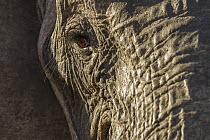 African Elephant (Loxodonta africana) female, Kruger National Park, South Africa