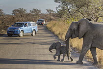 African Elephant (Loxodonta africana) mother and calf crossing road near tourists, Kruger National Park, South Africa