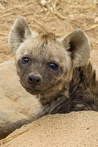 Spotted Hyena (Crocuta crocuta) five month old male pup in den, Kruger National Park, South Africa