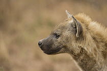 Spotted Hyena (Crocuta crocuta) female, Kruger National Park, South Africa