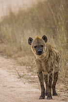 Spotted Hyena (Crocuta crocuta) female, Kruger National Park, South Africa