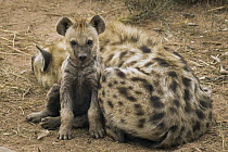 Spotted Hyena (Crocuta crocuta) five month old male pup with mother, Kruger National Park, South Africa