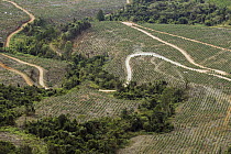 Pine (Pinus sp) tree plantation with remnant forest, Kaapsehoop, South Africa