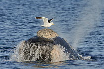 Southern Right Whale (Eubalaena australis) surfacing with Kelp Gull (Larus dominicanus) picking off lice, Chubut, Argentina, sequence 1 of 4