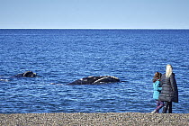 Southern Right Whale (Eubalaena australis) pair surfacing near tourists on beach, Chubut, Argentina