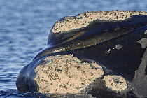 Southern Right Whale (Eubalaena australis) surfacing, showing callosites covered with barnacles and lice, Chubut, Argentina