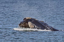 Southern Right Whale (Eubalaena australis) surfacing, Chubut, Argentina