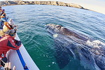 Southern Right Whale (Eubalaena australis) surfacing near whale watching boat, Chubut, Argentina