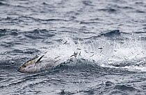 Pacific Bluefin Tuna (Thunnus orientalis) hunting Northern Anchovy (Engraulis mordax), Nine Mile Bank, San Diego, California