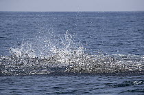 Northern Anchovy (Engraulis mordax) school at surface trying to escape predators, Nine Mile Bank, San Diego, California