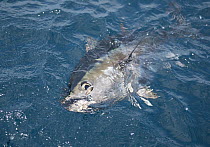 Pacific Bluefin Tuna (Thunnus orientalis) hooked by sport fisherman, Nine Mile Bank, San Diego, California