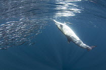 Common Dolphin (Delphinus delphis) feeding on Pacific Sardine (Sardinops sagax), Nine Mile Bank, San Diego, California