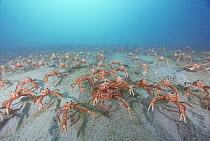 Pelagic Red Crab (Pleuroncodes planipes) group, benthic stage, La Jolla, San Diego, California